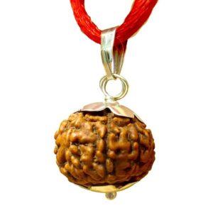 7 Mukhi Rudraksha with Silver Pendent