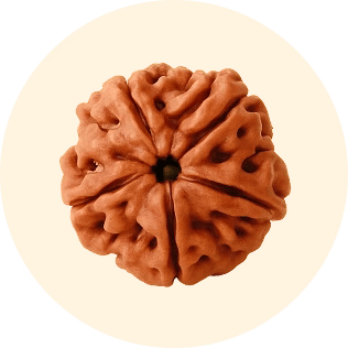 Rudraksha